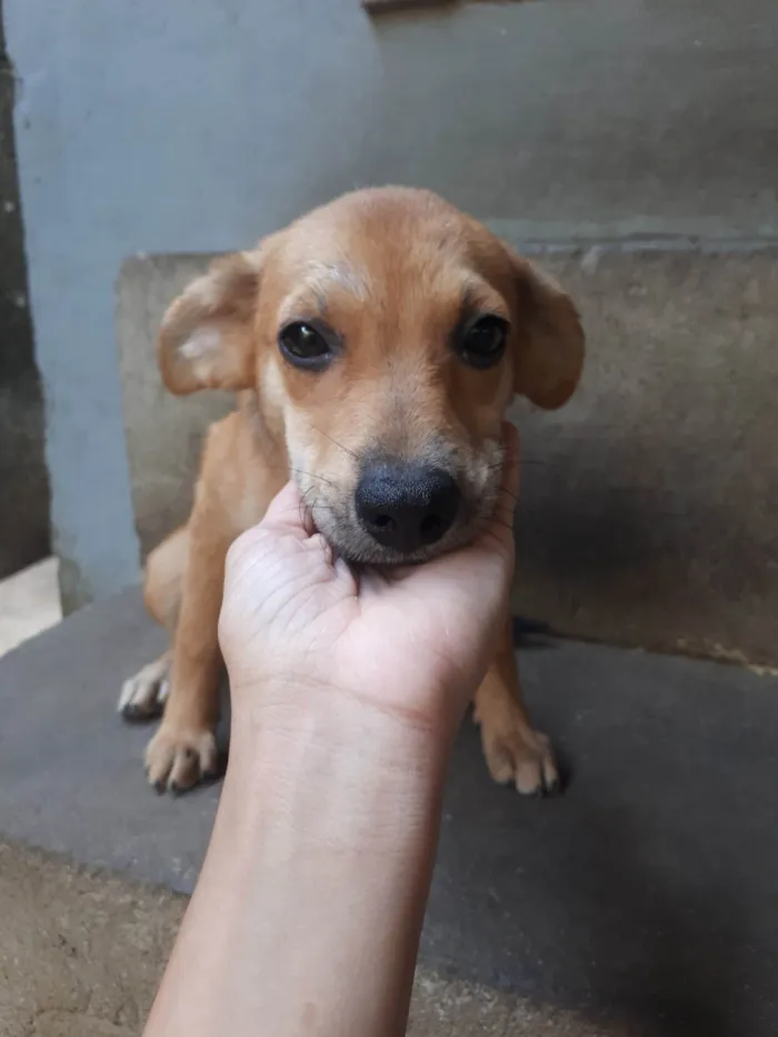 Cachorro ra a SRD-ViraLata idade 2 a 6 meses nome sem nome