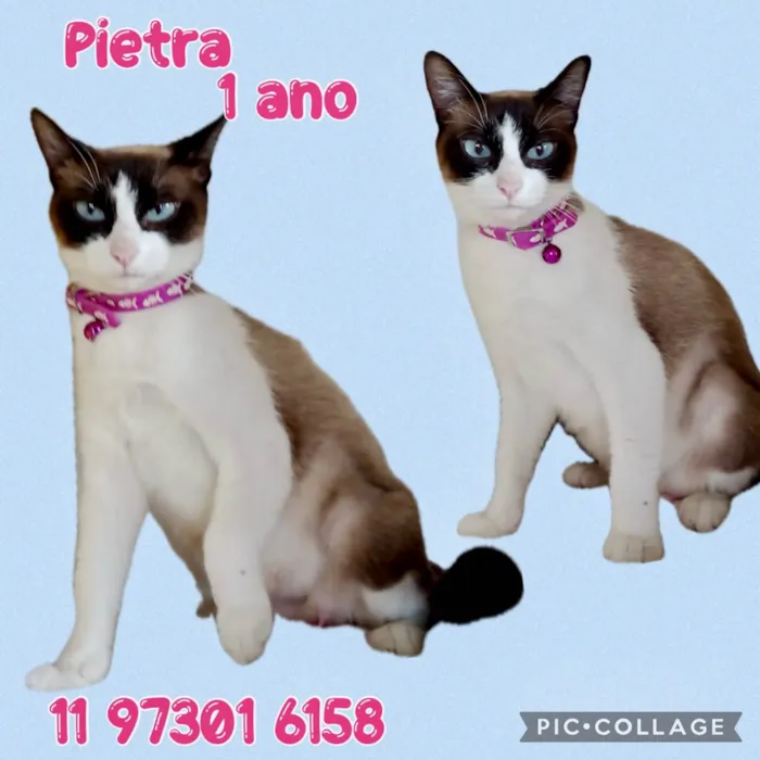 Gato ra a SRD-ViraLata idade 1 ano nome Pietra