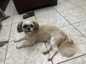 Cachorro raça Shitzu idade 1 ano nome Fred