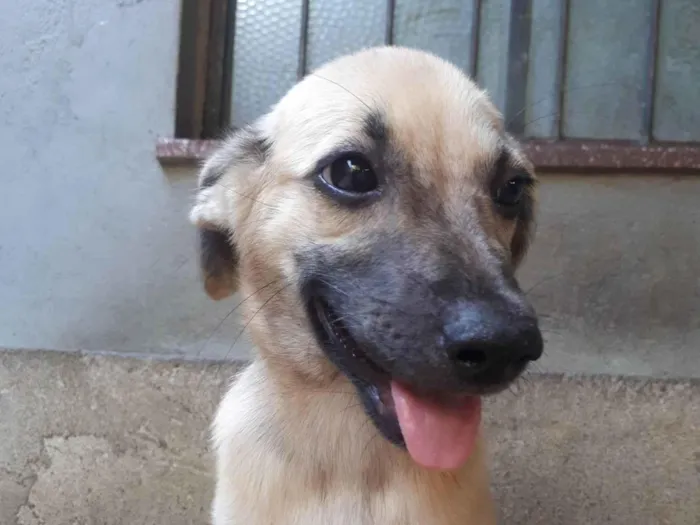 Cachorro ra a SRD-ViraLata idade 2 a 6 meses nome sem nome