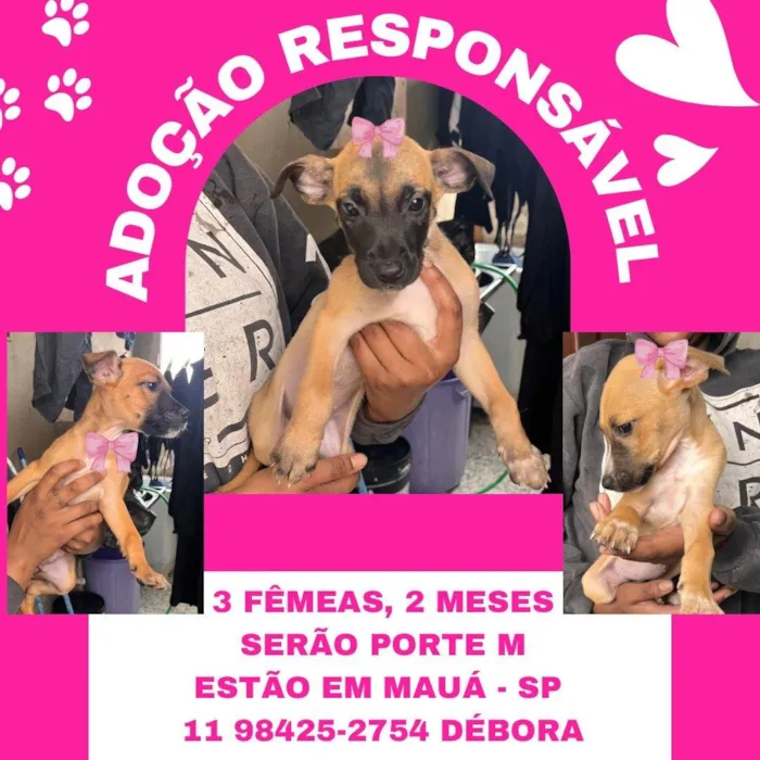 Cachorro ra a SRD-ViraLata idade 2 a 6 meses nome Filhotes fêmeas 