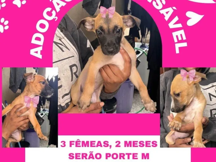 Cachorro ra a SRD-ViraLata idade 2 a 6 meses nome Filhotes fêmeas 