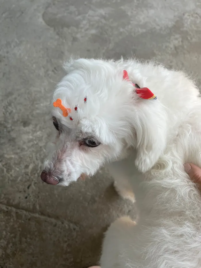 Cachorro ra a Poodle idade 3 anos nome Lua