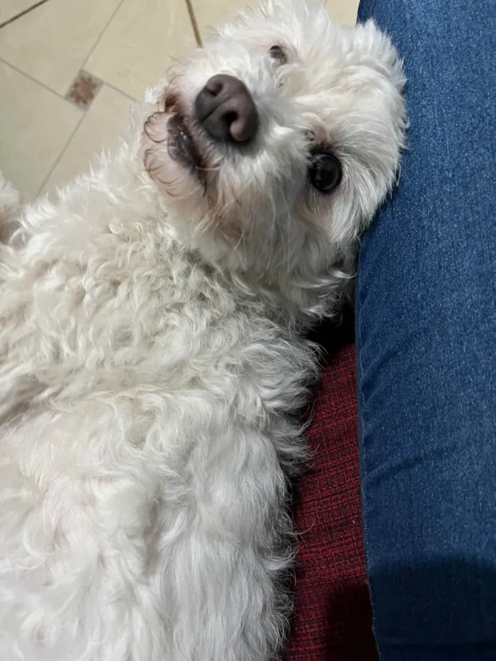 Cachorro ra a Poodle idade 3 anos nome Lua