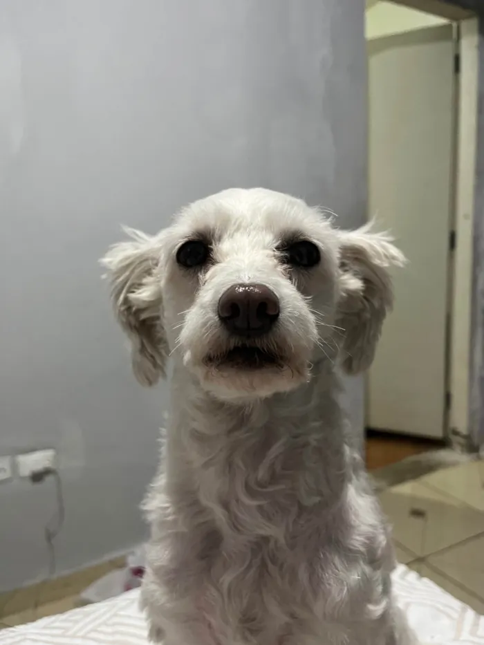 Cachorro ra a Poodle idade 3 anos nome Lua