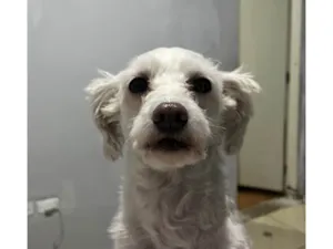 Cachorro raça Poodle idade 3 anos nome Lua