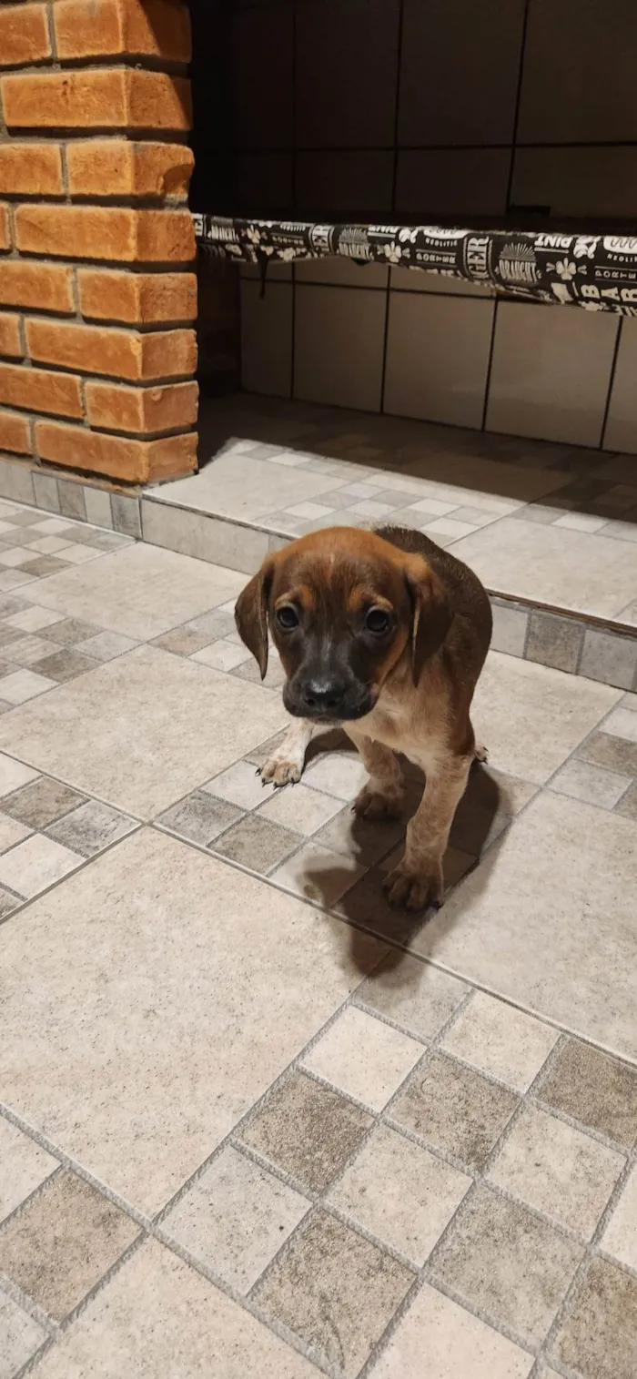 Cachorro ra a SRD-ViraLata idade Abaixo de 2 meses nome Blusinha