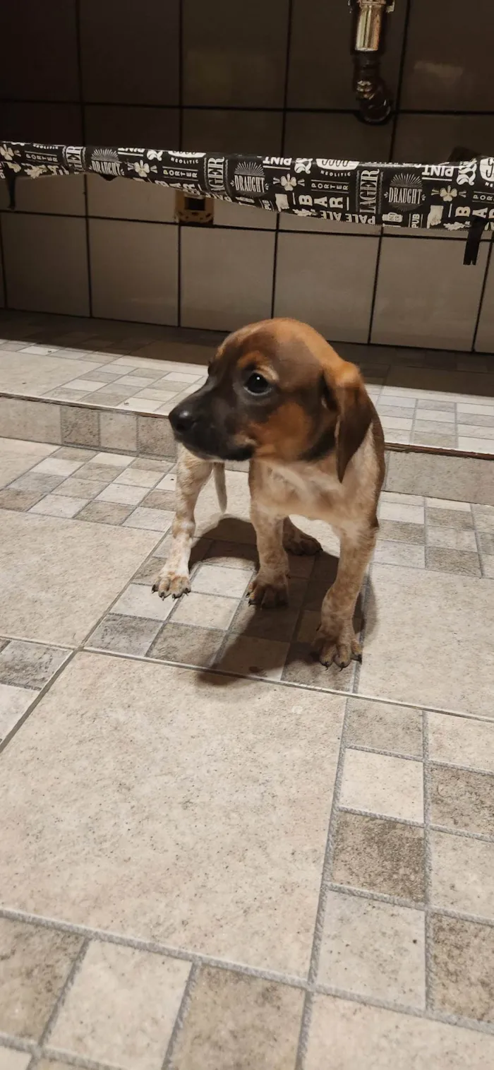 Cachorro ra a SRD-ViraLata idade Abaixo de 2 meses nome Blusinha