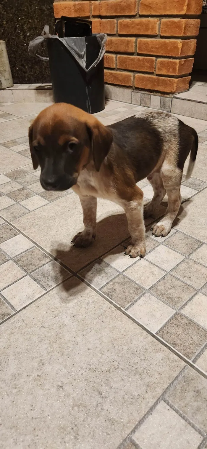 Cachorro ra a SRD-ViraLata idade Abaixo de 2 meses nome Blusinha