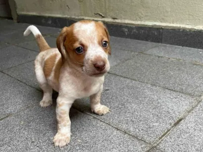 Cachorro raça SRD-ViraLata idade Abaixo de 2 meses nome Doce de Leite