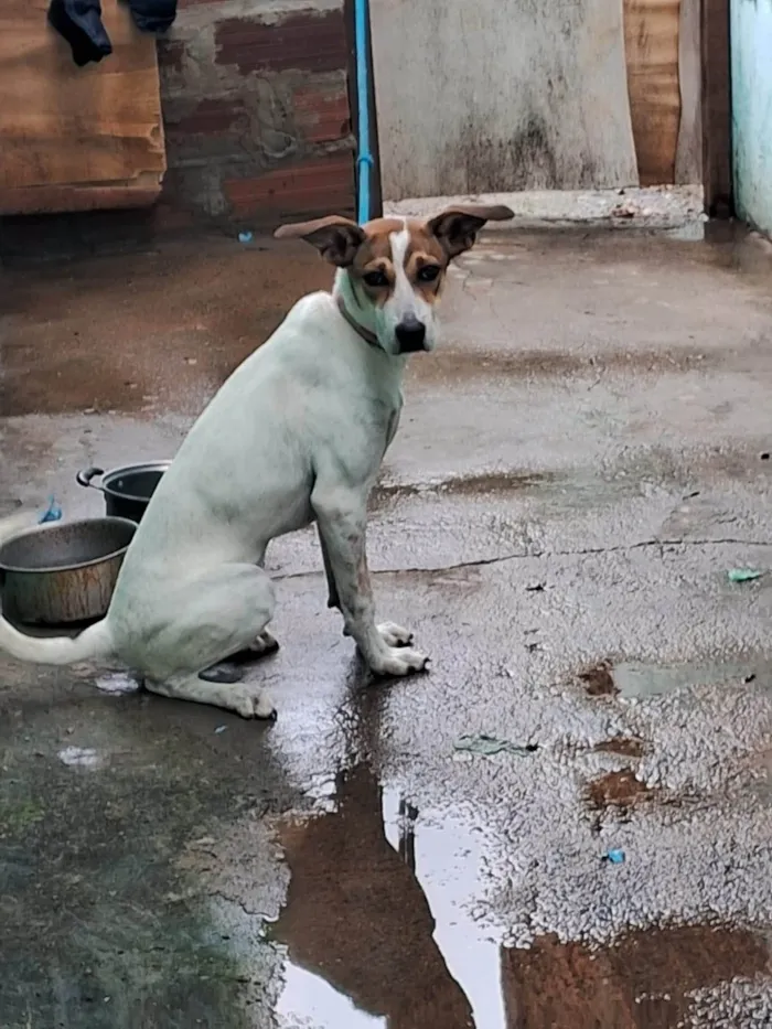 Cachorro ra a SRD-ViraLata idade 2 a 6 meses nome Pandora 