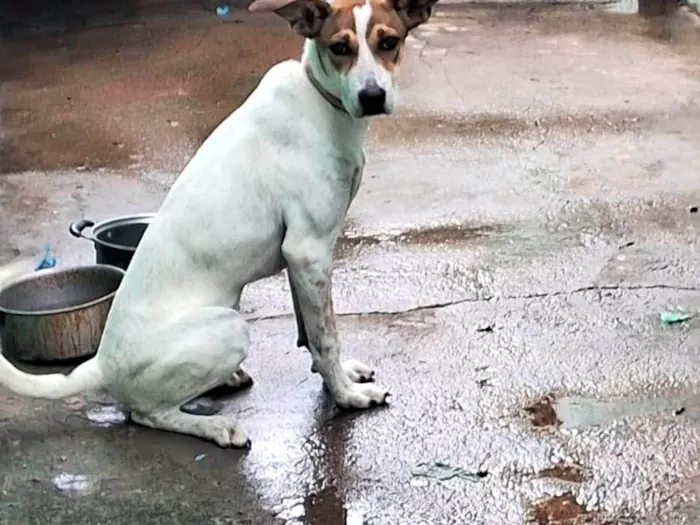 Cachorro ra a SRD-ViraLata idade 2 a 6 meses nome Pandora 