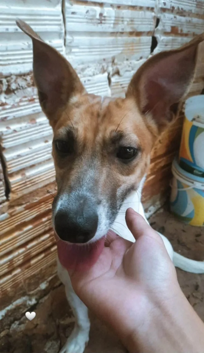 Cachorro ra a SRD-ViraLata idade 2 anos nome Princesa 