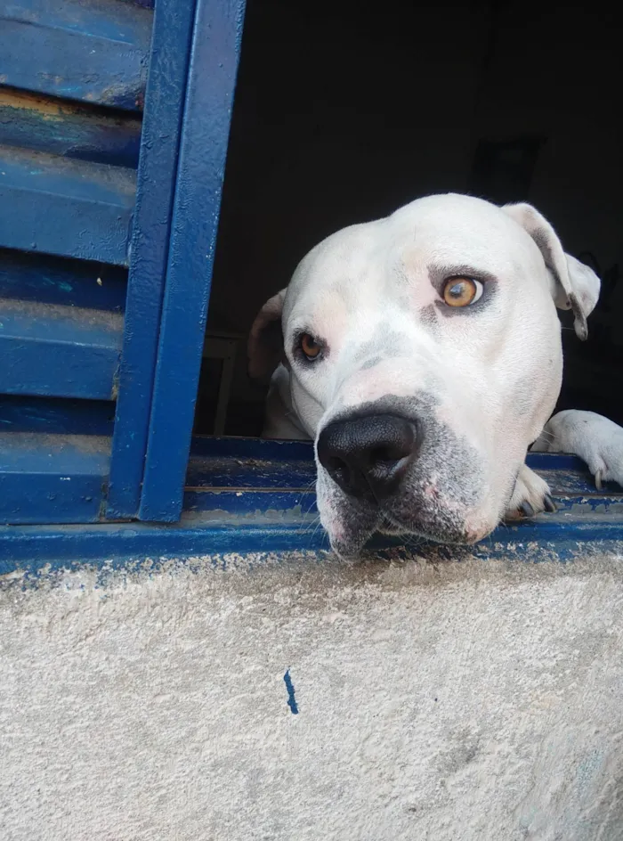 Cachorro ra a Pit-Bull idade 5 anos nome Marley 