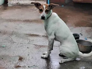 Cachorro raça SRD-ViraLata idade 2 a 6 meses nome Pandora 