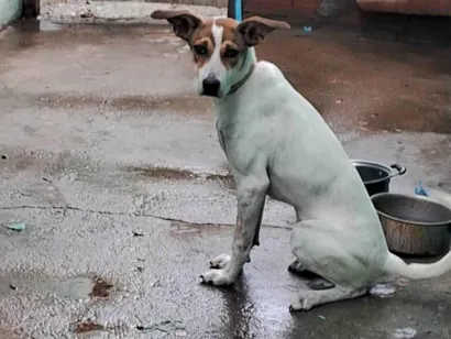 Cachorro raça SRD-ViraLata idade 2 a 6 meses nome Pandora 