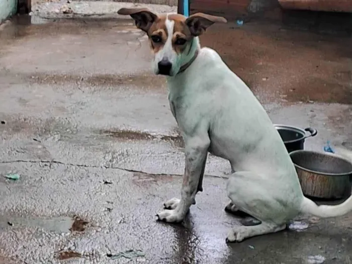 Cachorro ra a SRD-ViraLata idade 2 a 6 meses nome Pandora 