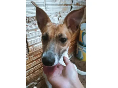 Cachorro raça SRD-ViraLata idade 2 anos nome Princesa 