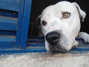 Cachorro raça Pit-Bull idade 5 anos nome Marley 