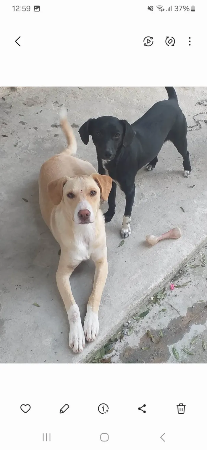 Cachorro ra a SRD-ViraLata idade 2 anos nome Akira e nega 