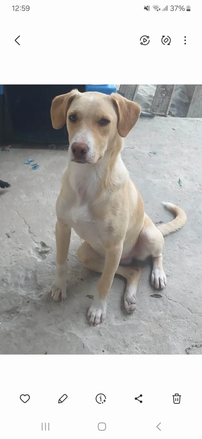 Cachorro ra a SRD-ViraLata idade 2 anos nome Akira e nega 