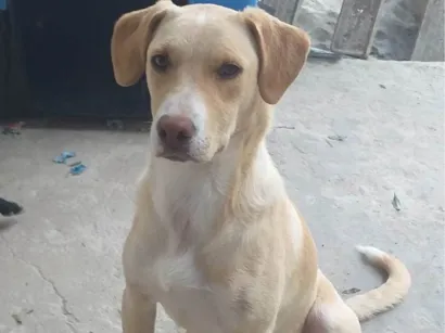 Cachorro raça SRD-ViraLata idade 2 anos nome Akira e nega 