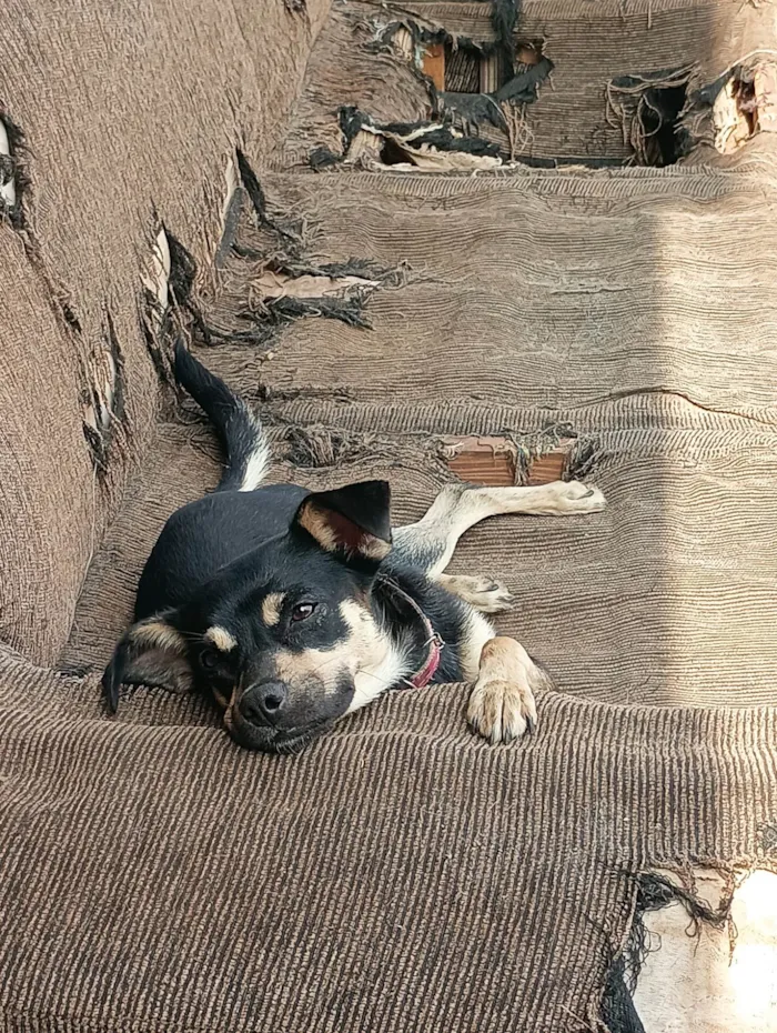 Cachorro ra a SRD-ViraLata idade 1 ano nome Pilar