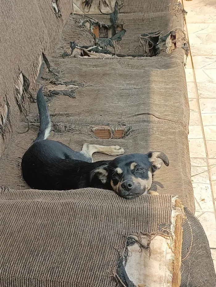 Cachorro ra a SRD-ViraLata idade 1 ano nome Pilar