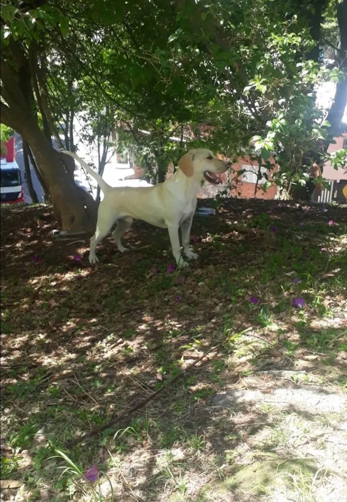 Cachorro ra a SRD-ViraLata idade 2 anos nome Snoop 