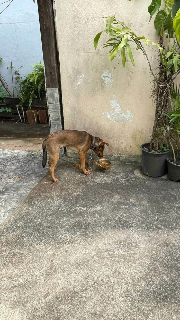 Cachorro ra a SRD-ViraLata idade 7 a 11 meses nome Dado 