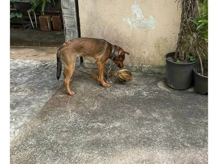 Cachorro ra a SRD-ViraLata idade 7 a 11 meses nome Dado 