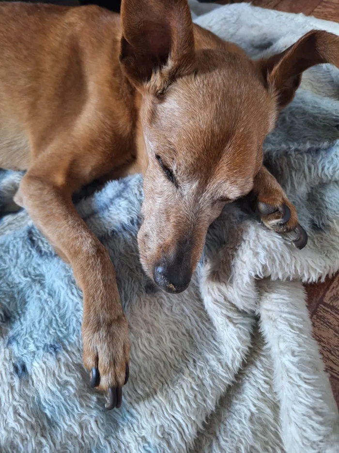 Cachorro ra a SRD-ViraLata idade 6 ou mais anos nome Toby