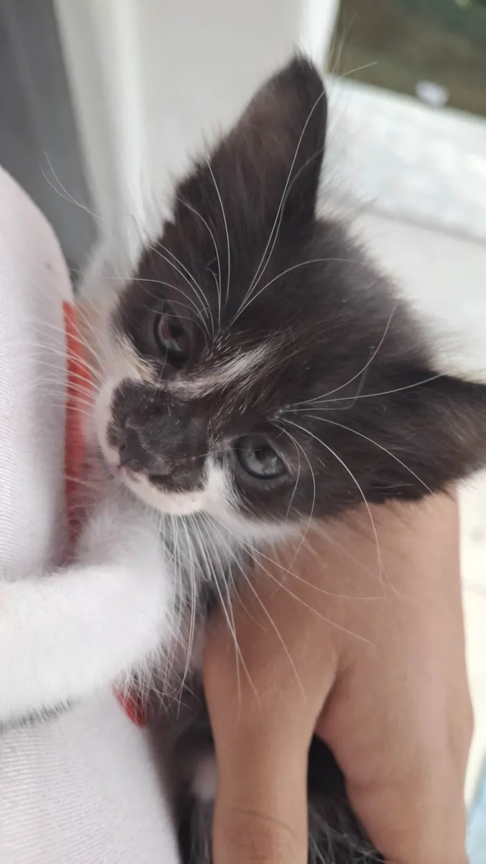 Gato ra a SRD-ViraLata idade Abaixo de 2 meses nome Não tem nome.