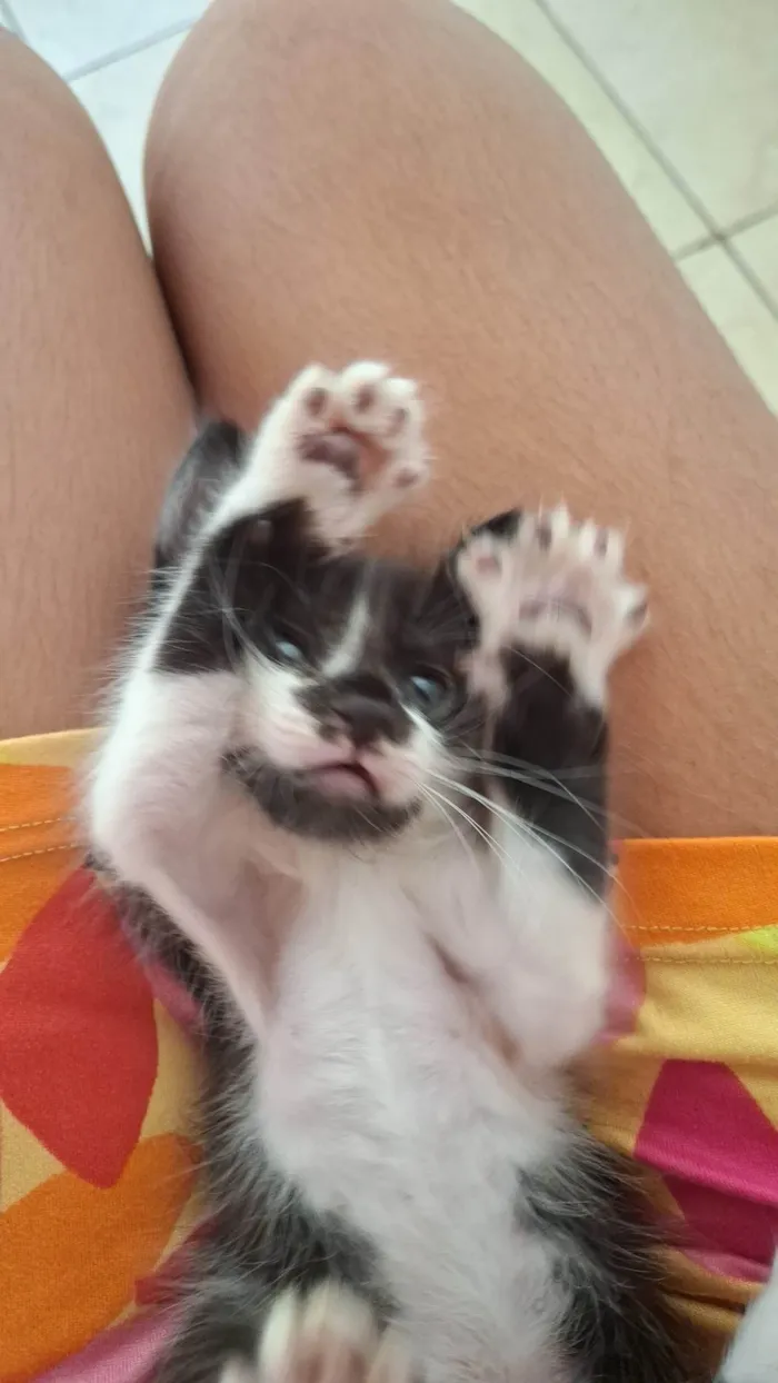 Gato ra a SRD-ViraLata idade Abaixo de 2 meses nome Não tem nome.
