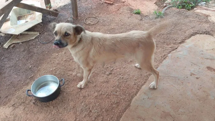 Cachorro ra a SRD-ViraLata idade 3 anos nome Mel