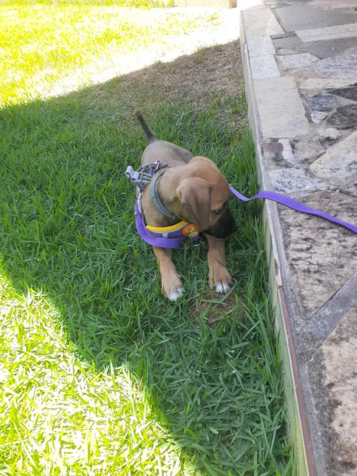 Cachorro ra a SRD-ViraLata idade 2 a 6 meses nome Cristal