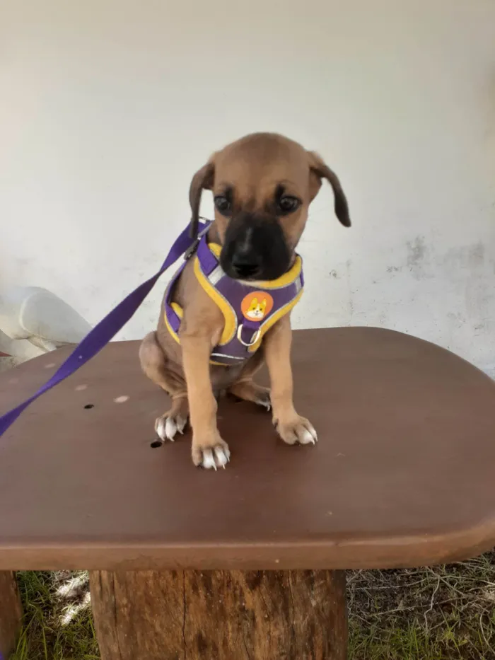 Cachorro ra a SRD-ViraLata idade 2 a 6 meses nome Cristal