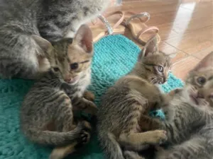 Gato raça SRD-ViraLata idade 2 a 6 meses nome Bela, Eloa e Amora