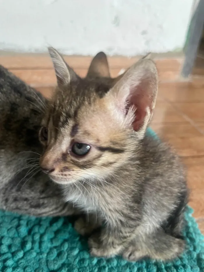 Gato ra a SRD-ViraLata idade 2 a 6 meses nome Bela, Eloa e Amora