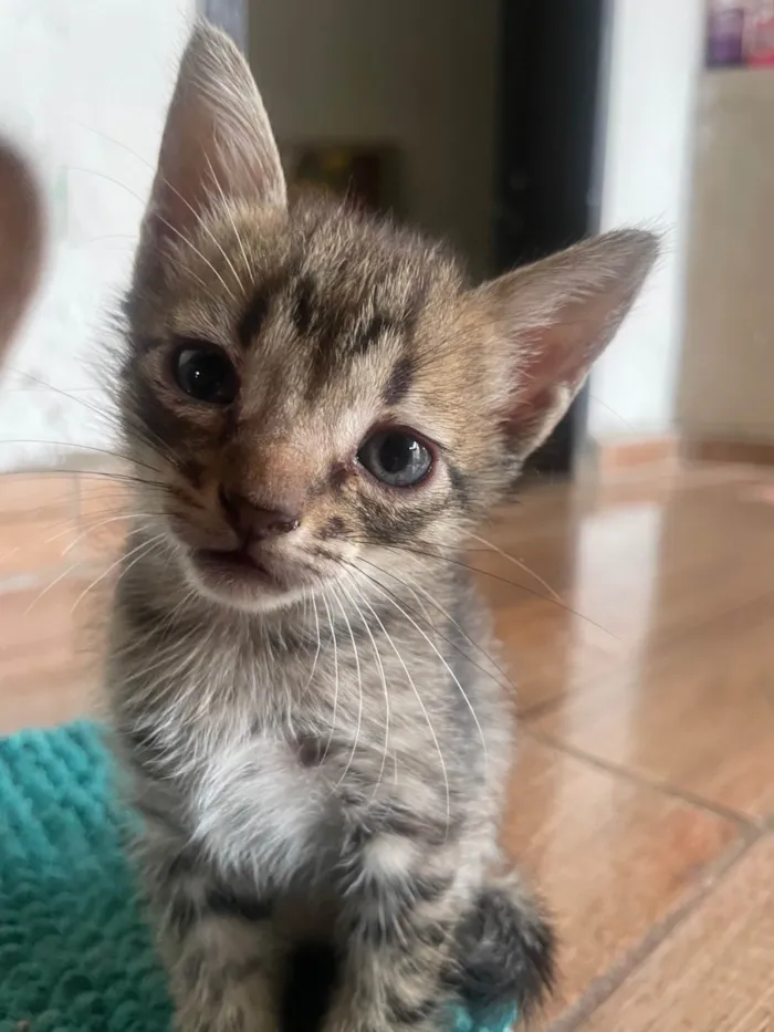 Gato ra a SRD-ViraLata idade 2 a 6 meses nome Bela, Eloa e Amora