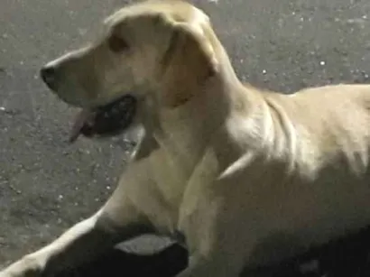 Cachorro raça SRD-ViraLata idade 2 anos nome Snoop 