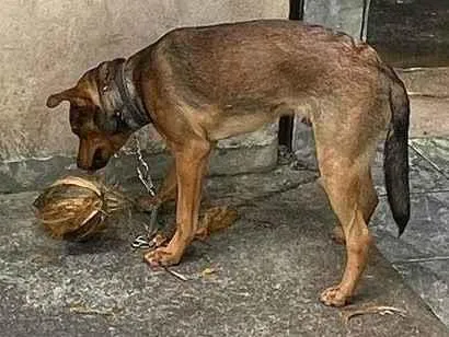 Cachorro raça SRD-ViraLata idade 7 a 11 meses nome Dado 