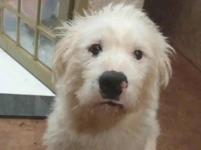 Cachorro raça SRD-ViraLata idade 1 ano nome Thor 