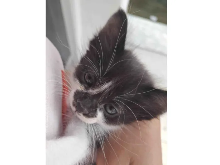 Gato ra a SRD-ViraLata idade Abaixo de 2 meses nome Não tem nome.