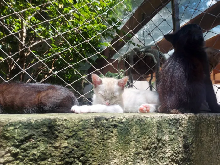 Gato ra a SRD-ViraLata idade 2 a 6 meses nome Galego 