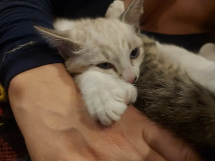 Gato ra a SRD-ViraLata idade 2 a 6 meses nome Galego 