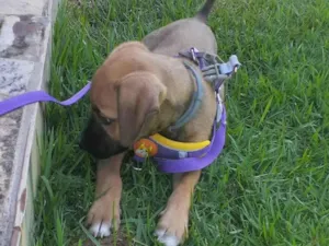 Cachorro raça SRD-ViraLata idade 2 a 6 meses nome Cristal