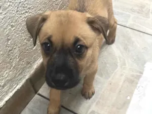 Cachorro raça SRD-ViraLata idade 2 a 6 meses nome Lolla