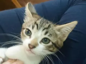 Gato raça SRD-ViraLata idade 2 a 6 meses nome Rajado