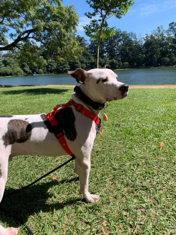 Cachorro ra a Pit-Bull idade 2 anos nome Maui